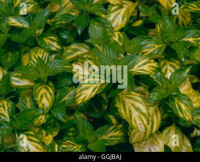 Mint - Ginger Variegated - (Mentha x gracilis `Variegata')   HER079573  /Phot Stock Photo
